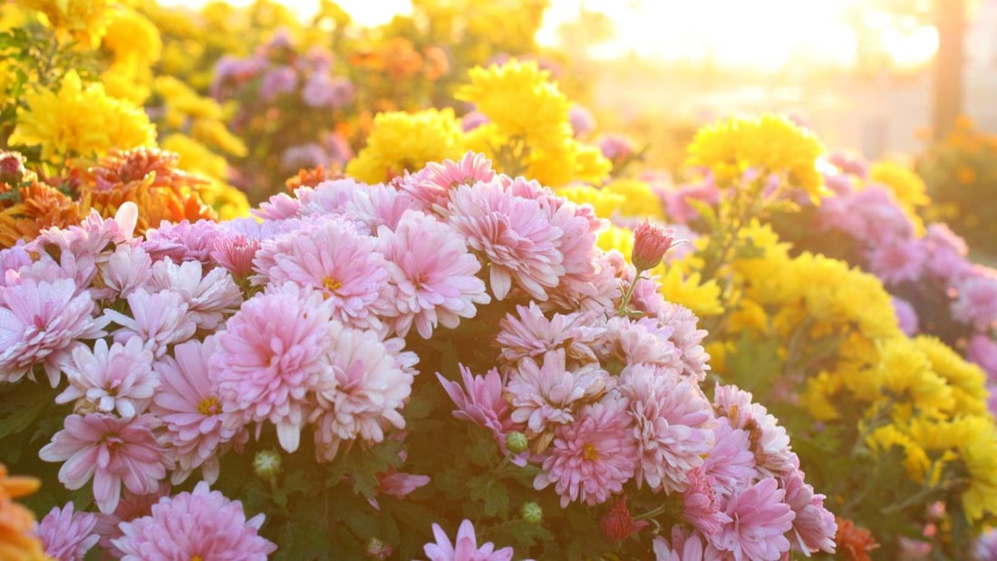 Oubliez les chrysanthèmes pour la Toussaint, cette façon d'honorer vos défunts va vous faire pleurer (de joie)