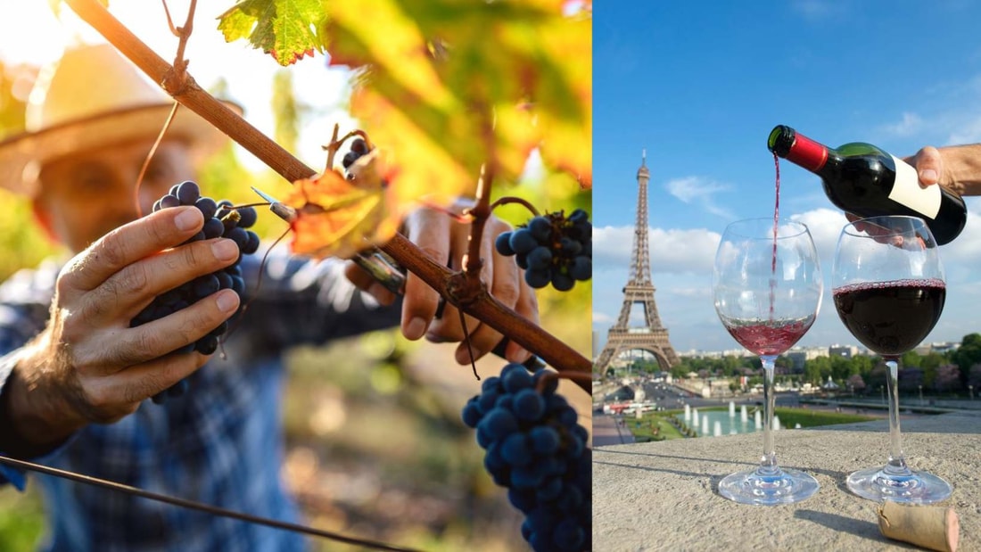 La France va-t-elle manquer de vin en 2025 ? Les prévisions qui inquiètent