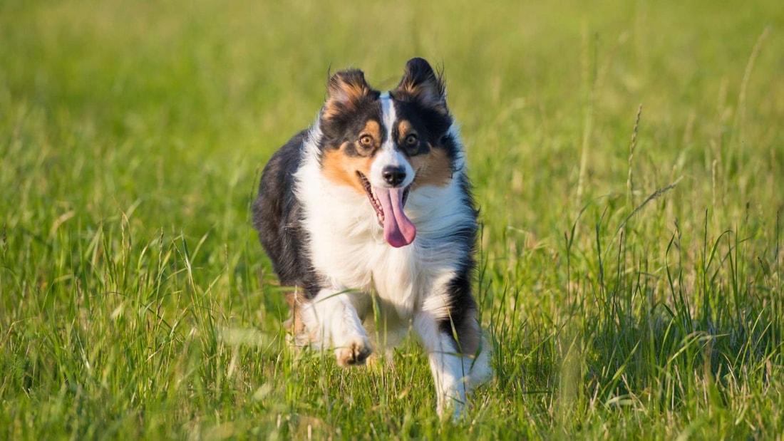 Perdue en vacances, cette chienne parcourt 160 km en un mois pour retrouver ses maîtres !