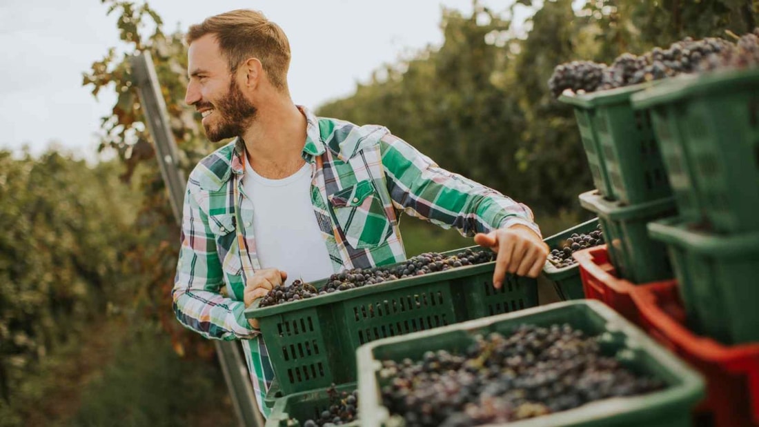 Vendanges 2024 : les bons plans pour gagner 200€ par jour (et vivre une aventure inoubliable)