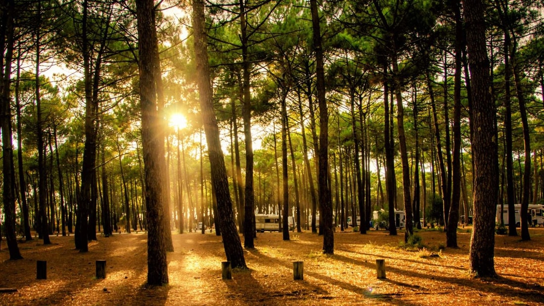 5 forêts de France à visiter cet hiver : Neige, magie et sérénité au cœur de la nature