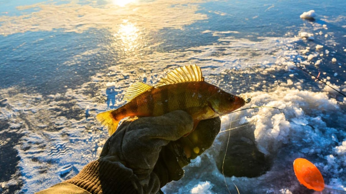 -22°C, un trou dans la glace et des poissons par milliers : ce lac alpin est à deux pas de la France