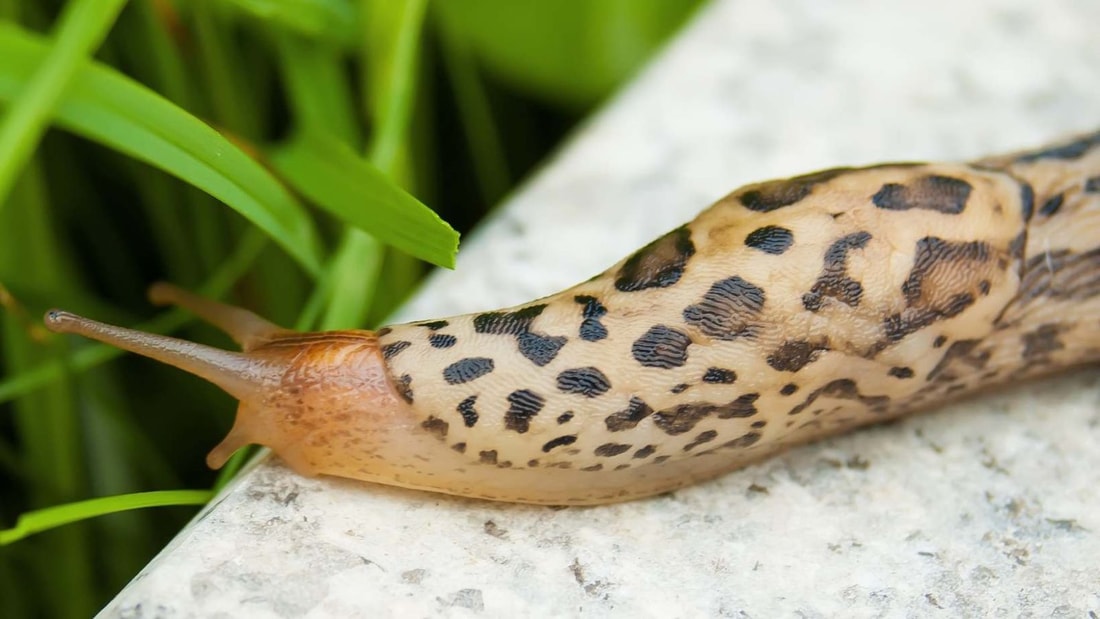 Adieu limaces : l'astuce zéro déchet qui protège vos légumes et économise 50€ par an