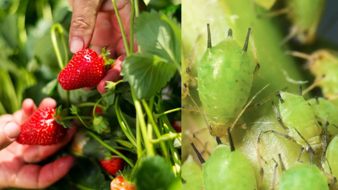 Alerte aux fraises : l'astuce incroyable pour éliminer 99% des insectes en 30 secondes