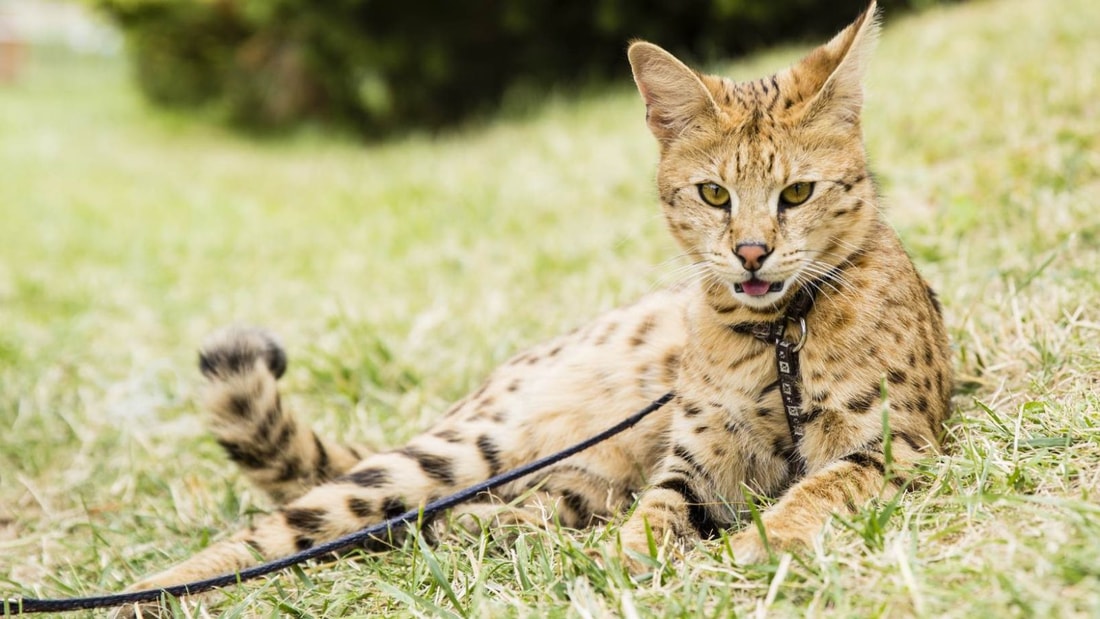 Top 5 des chats géants : le n°1 pèse autant qu'un enfant de 3 ans !