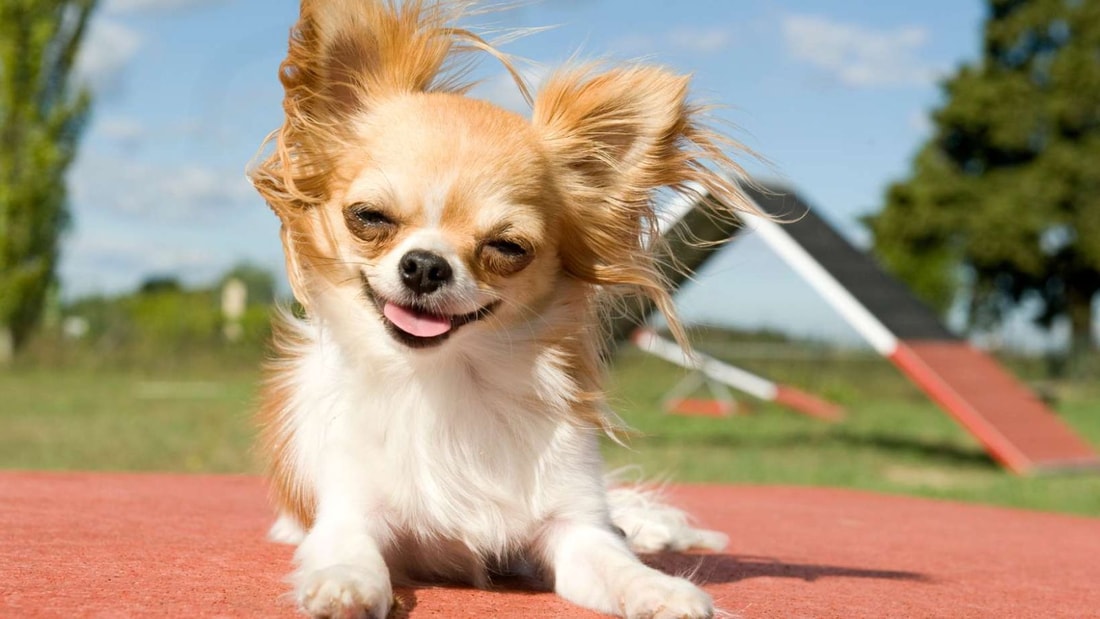 Top 8 des mini-chiens : le Chihuahua pèse moins de 2 kg pour 15 cm !