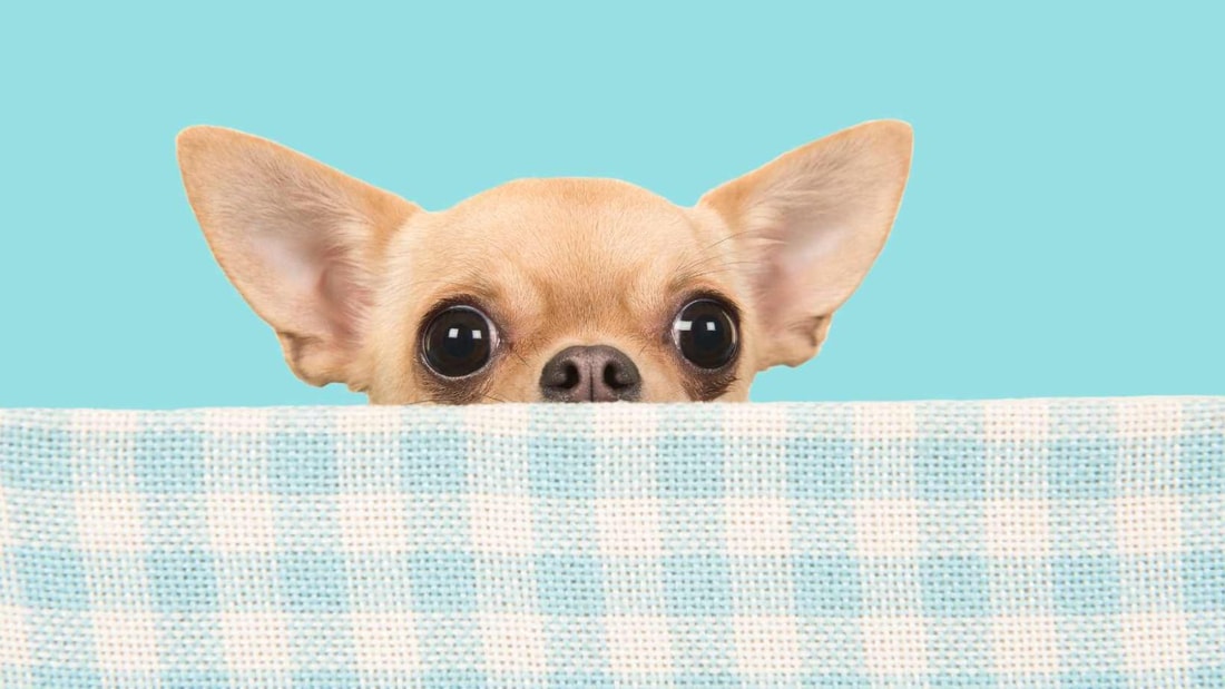 Top 10 des chiens qui vivent le plus longtemps : le Chihuahua peut atteindre 20 ans !