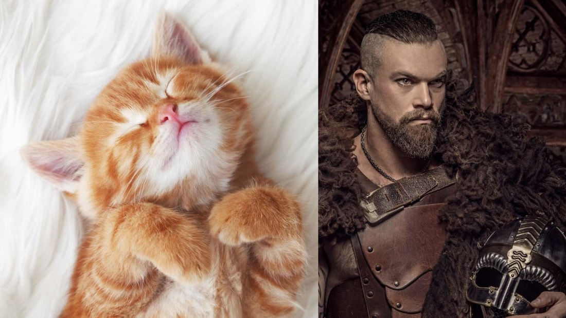 Un tempérament viking : pourquoi les chats roux sont plus aventureux et amicaux