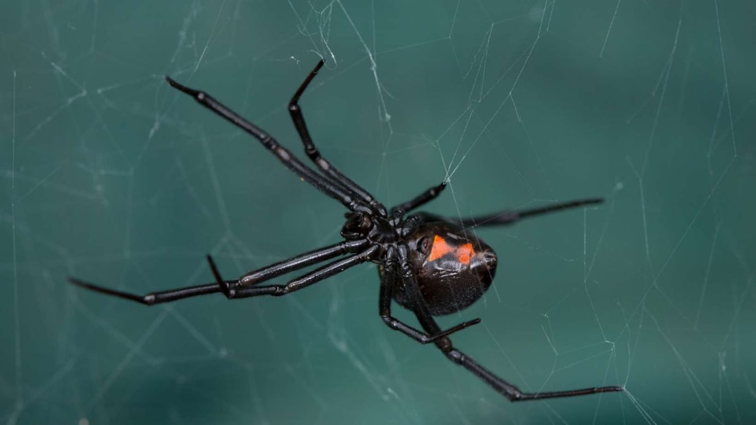 Les 8 animaux les plus dangereux qui vivent en France