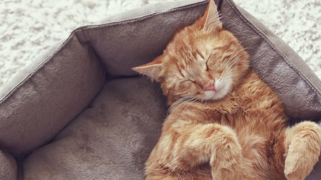 Combien de temps dort un chat par jour ? Jusqu'à 20h de sommeil !