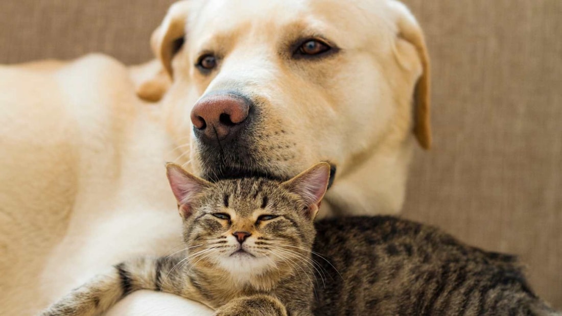 La méthode des 4 semaines pour une cohabitation harmonieuse chien-chat