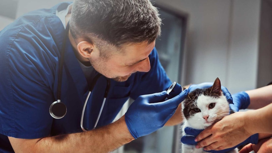 Si vous aimez votre chat, nettoyez lui les oreilles, il vous remerciera !