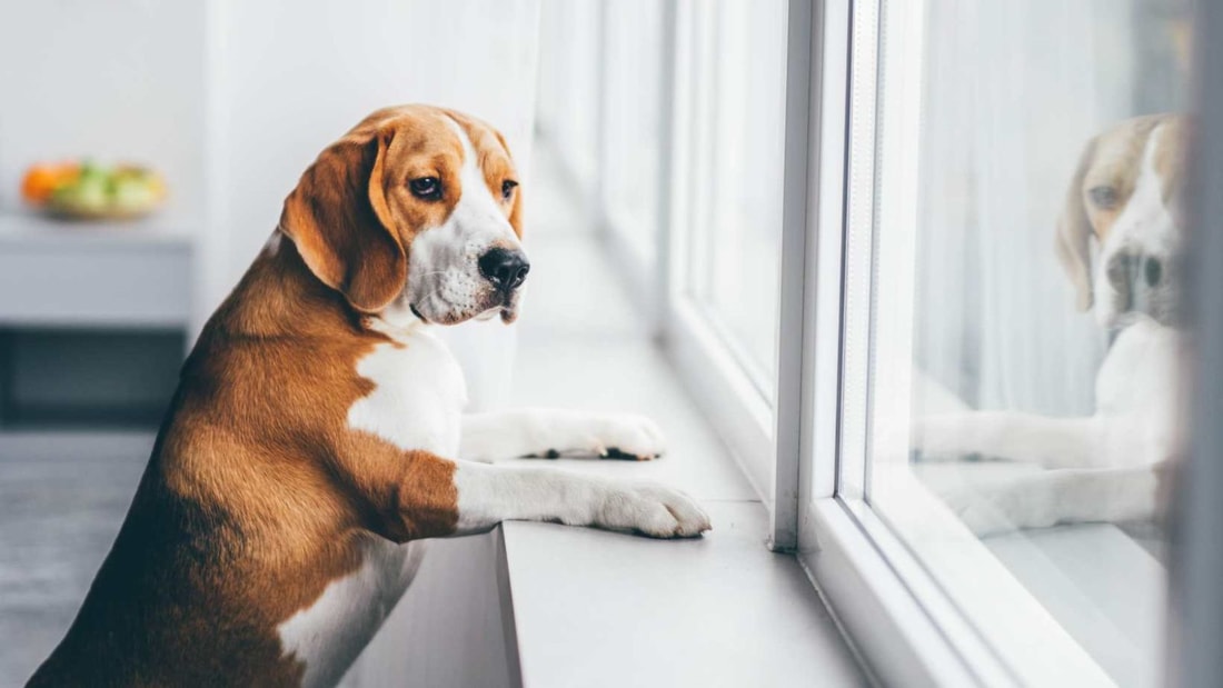 Combien de temps un chien peut rester seul ? Le test des 4 heures