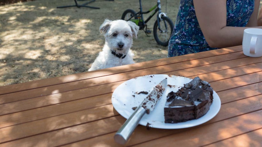 Alerte vétérinaire : 24h critiques après que ce petit chien a mangé du chocolat