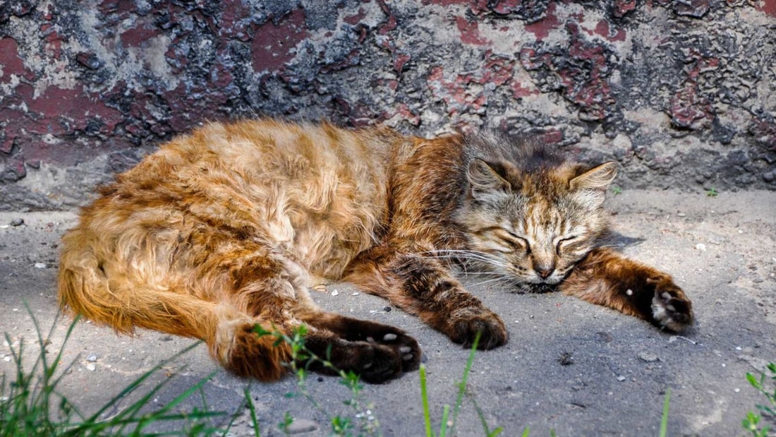 15 jours sans manger : le délai critique pour la santé de votre chat