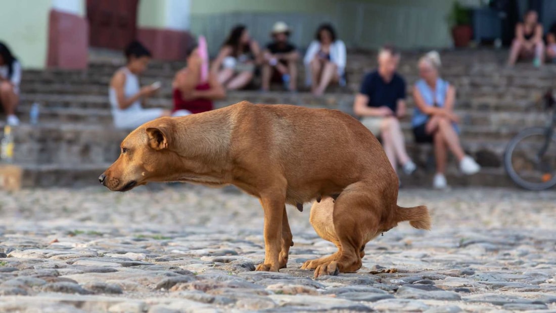 16% des chiens mangent leurs crottes : 5 raisons surprenantes