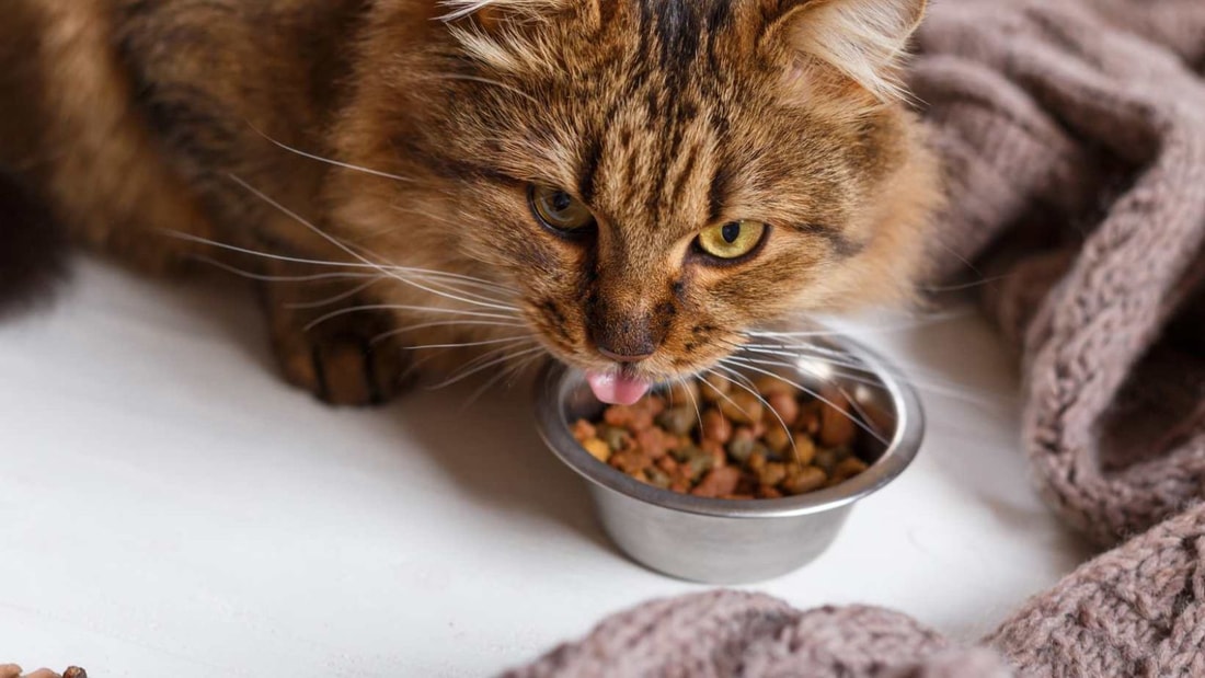 La quantité de croquette parfaite : 55 calories par kilo pour un chat en pleine forme