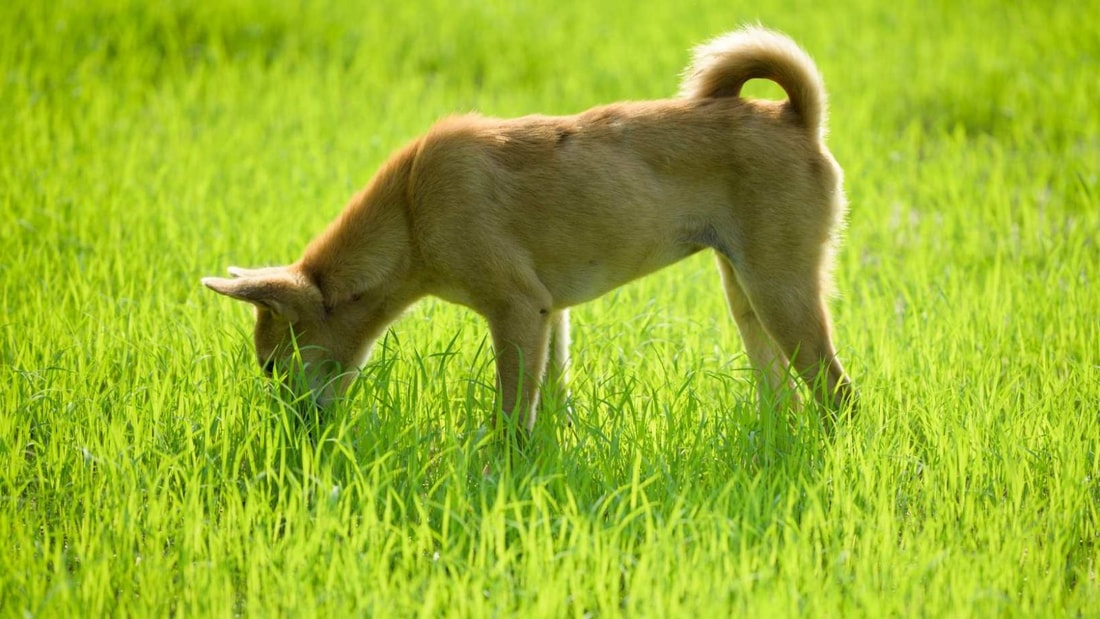 Votre chien mange de l'herbe ? C'est normal il a un peu de fièvre !