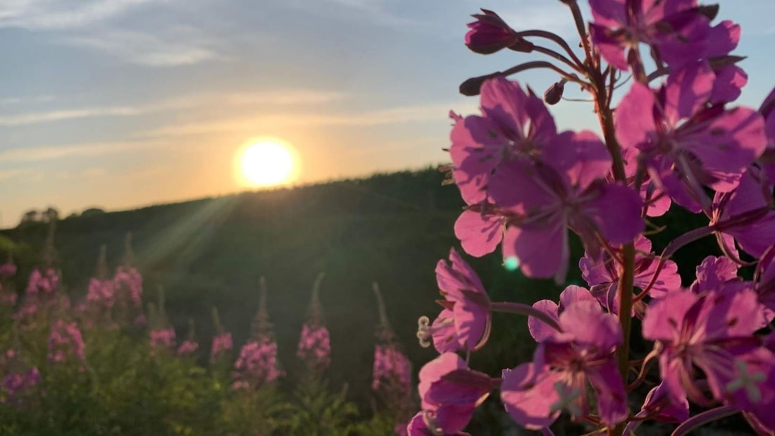 Prostate, digestion, règles douloureuses... Cette fleur des montagnes peut régler tous vos problèmes