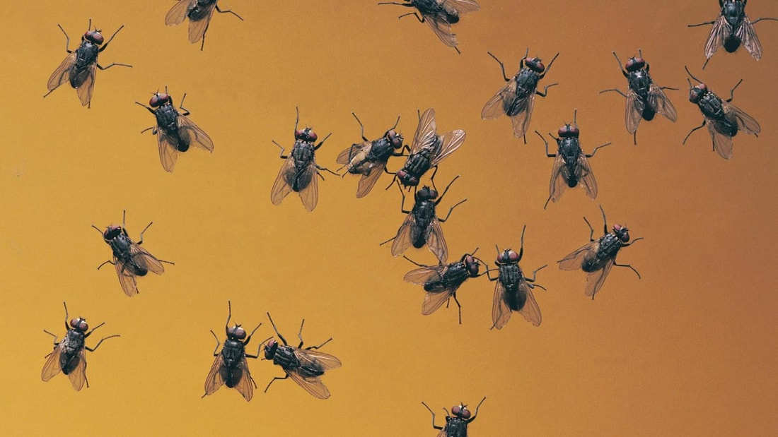 Maison envahie par les mouches ? Ces 7 répulsifs naturels vont changer votre été