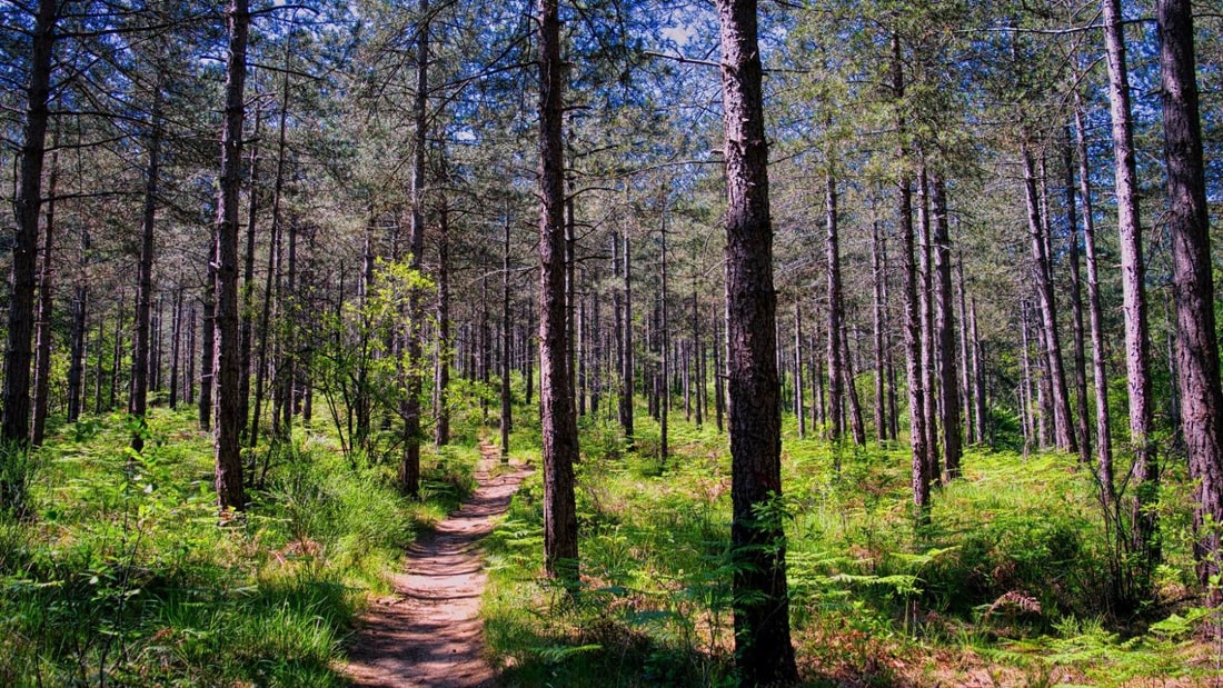 À moins de deux heures de Paris, cette forêt cachée est un paradis pour les randonneurs !