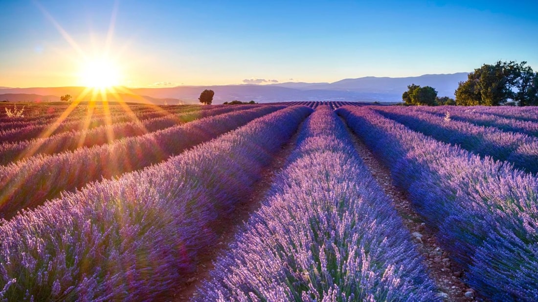 12 700 hectares: le plus grand champ de lavande d'Europe se trouve à 1h de Marseille