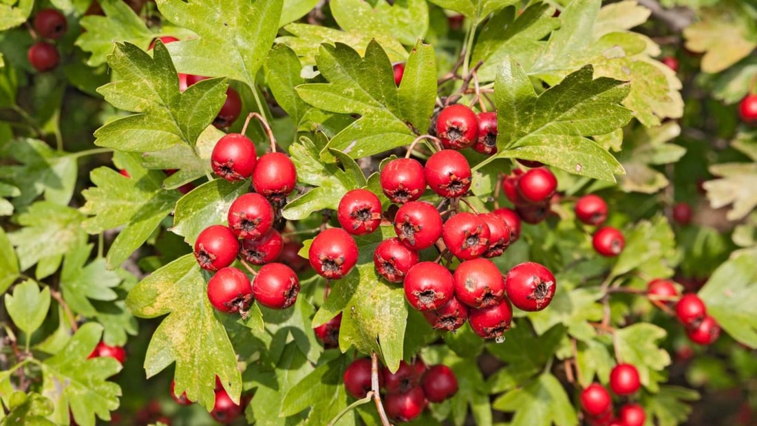 3 plantes sauvages comestibles à cueillir en avril et comment les cuisiner