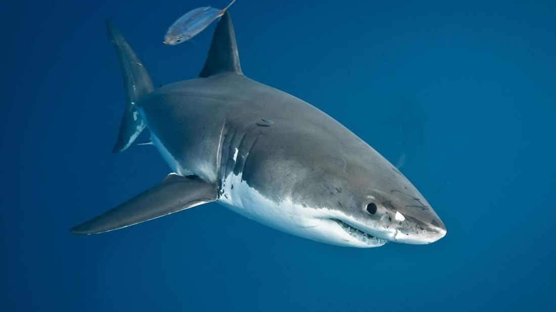 Alerte: Requin géant de 3m aperçu en Angleterre par des pêcheurs (vidéo)