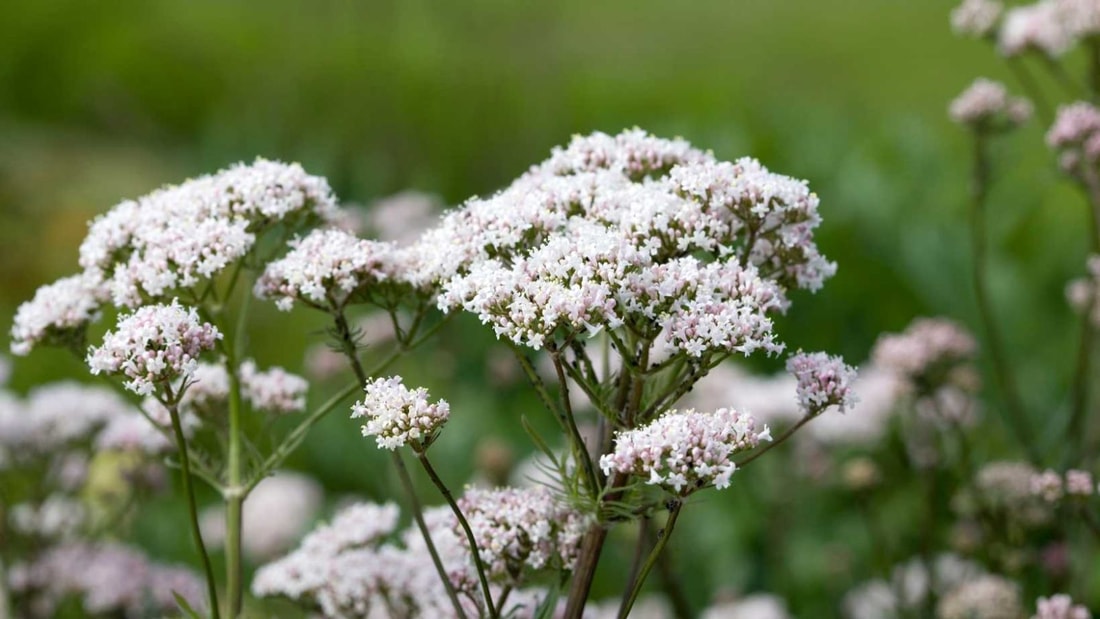 10 plantes sauvages anti-stress à cueillir au printemps