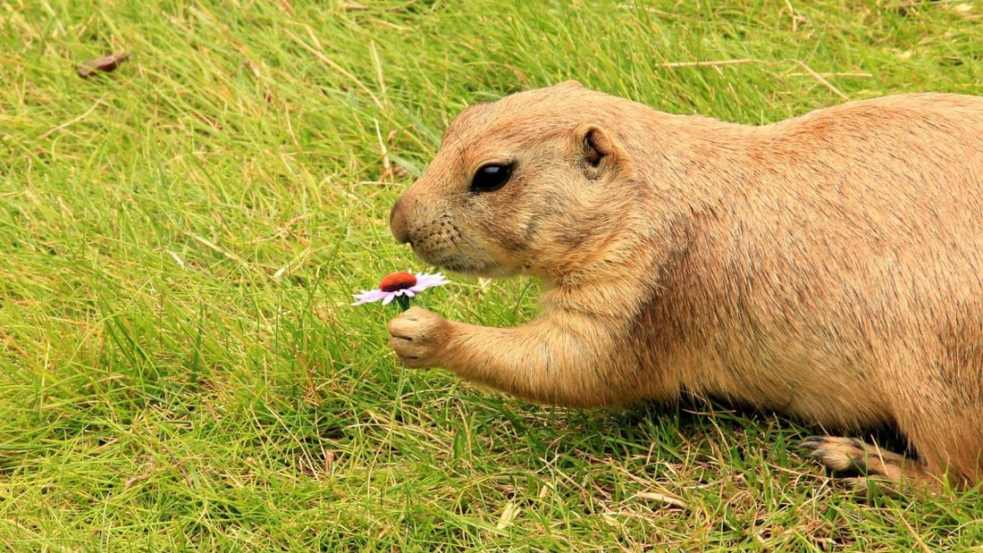 Partez à la découverte des marmottes dans ce charmant village savoyard