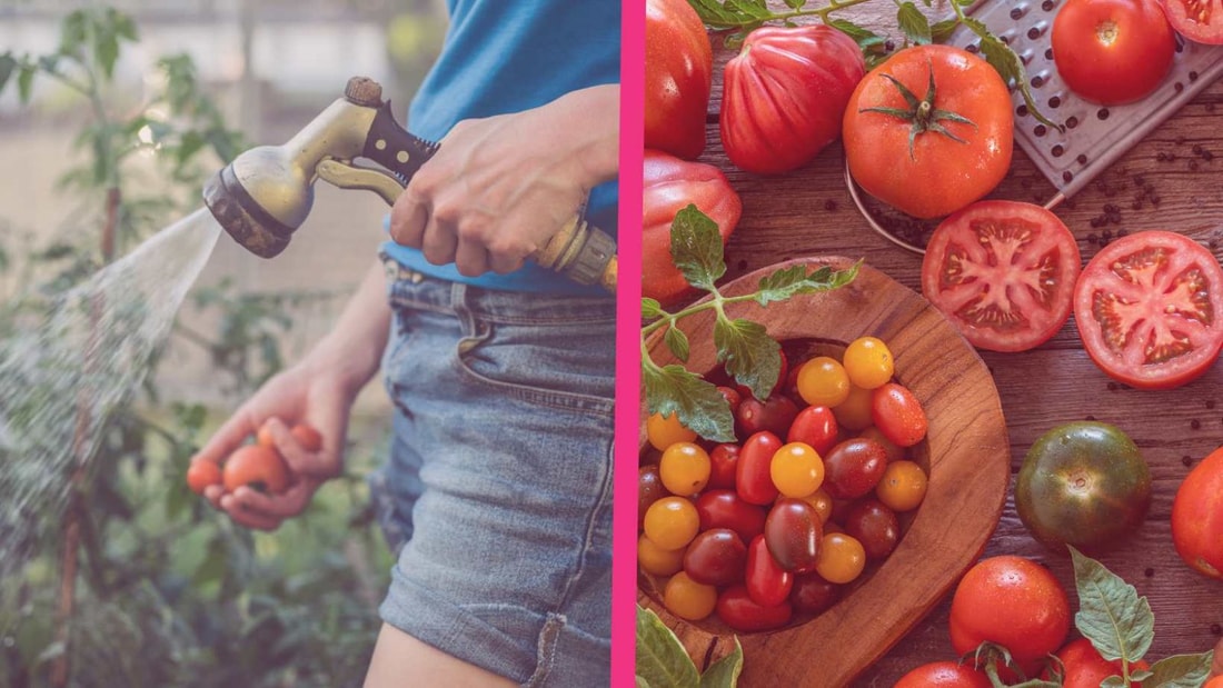 Ma mère a toujours de belles tomates pendant la canicule grâce à cette technique d'arrosage