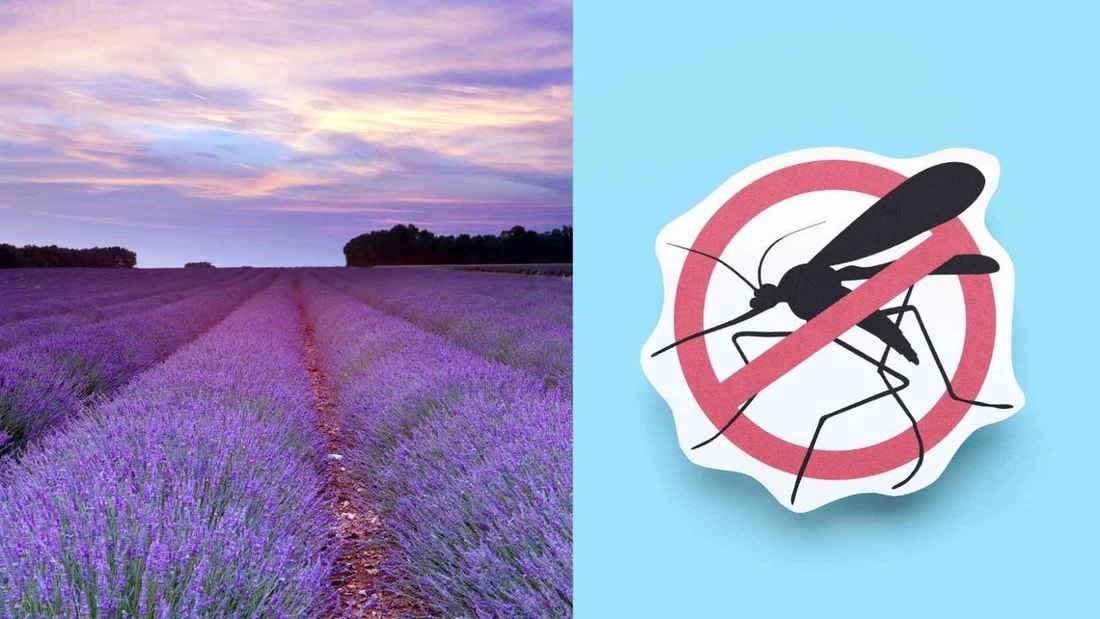 80% des gens se trompent, la plante anti-moustique n°1 n'est pas la citronnelle !