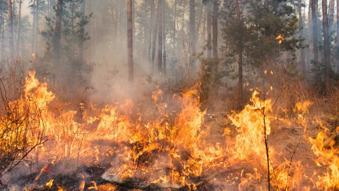 7084 feux de forêts en 2024 : le cocktail explosif canicule + sécheresse fait craindre le pire cet été