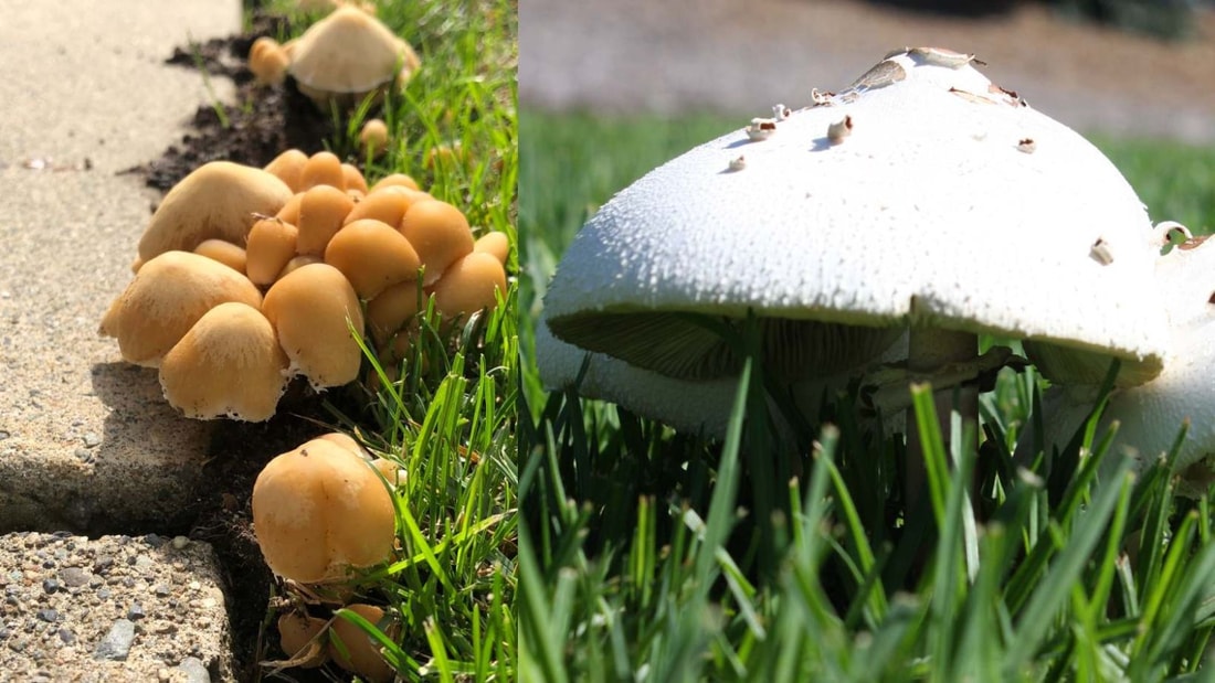 Ces champignons dans votre jardin sont plus utiles que vous ne le pensez