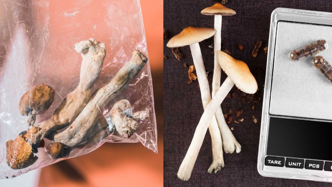 Cerveau sous champignons : 3 semaines de déconnexion pour 6 heures de trip