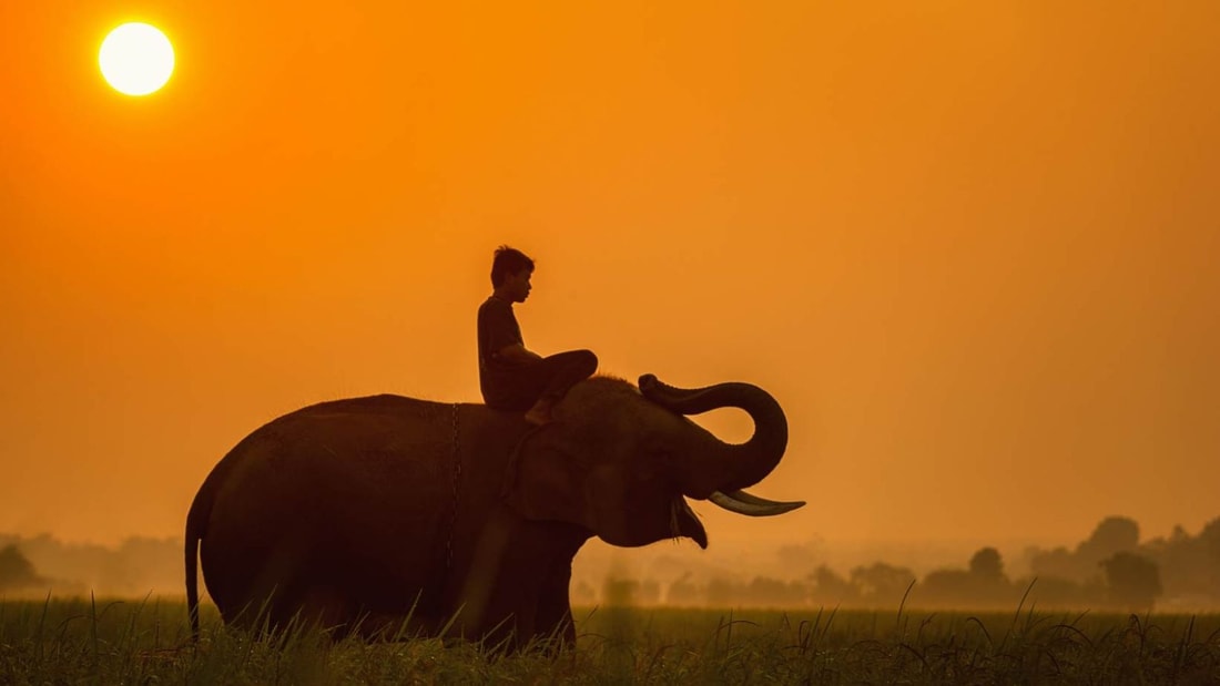 Le secret des éléphants révélé : comment leur mémoire légendaire pourrait sauver l'espèce