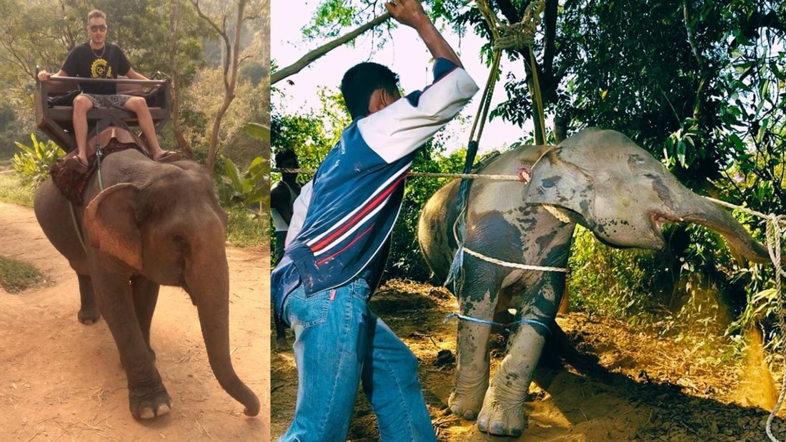 Promenade à dos d'éléphant : 50% des éléphants meurent pendant le dressage