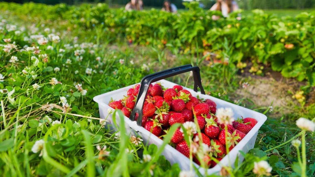 Au potager en juin : les 10 tâches indispensables pour des récoltes géniales