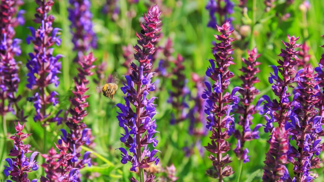 Cette fleur calme les bouffées de chaleur de la ménopause