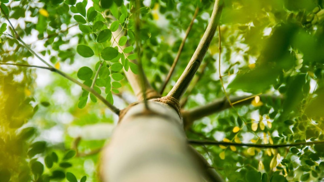 Diabète, cholestérol, inflammation... Les étonnantes vertus santé du moringa