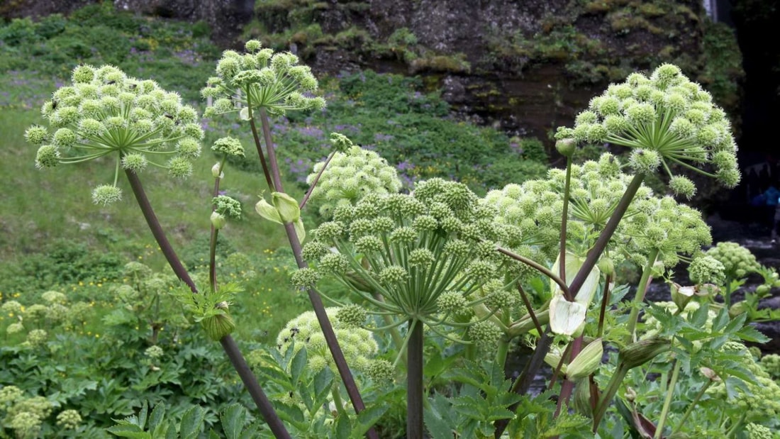 Cette plante méconnue est la solution miracle contre les ballonnements intestinaux