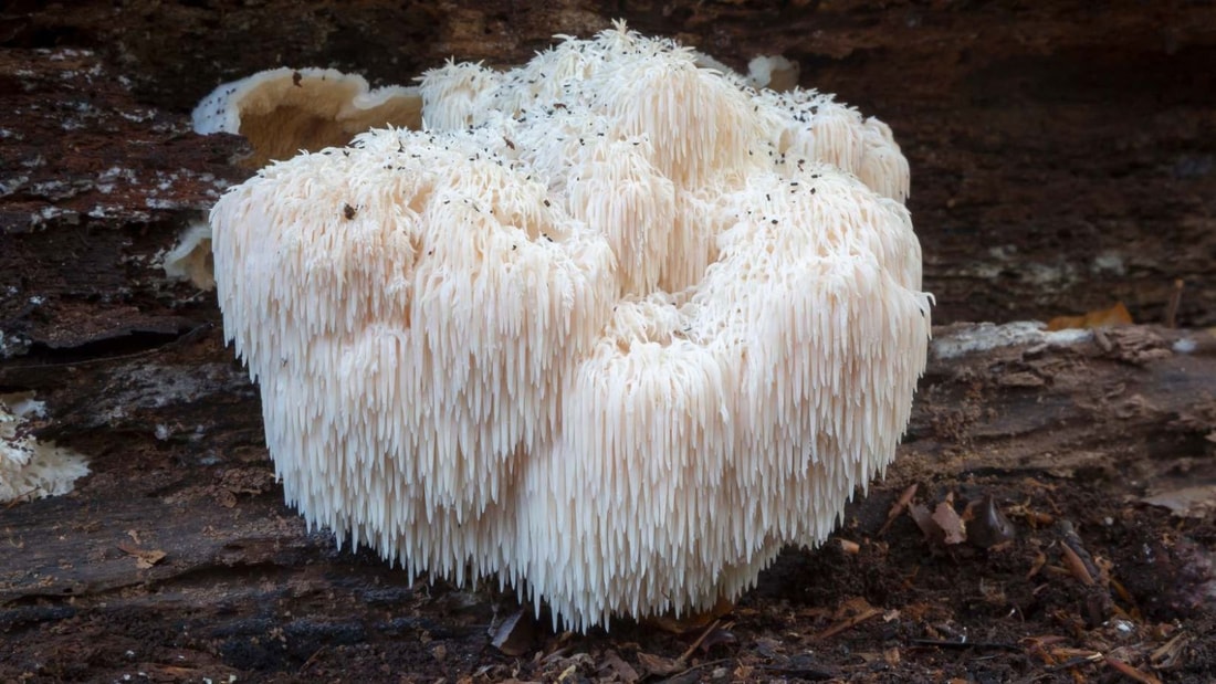 Maladie de Crohn, Alzheimer, sclérose en plaques... Les incroyables vertus de l'Héricium enfin dévoilées