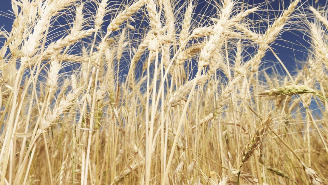 Intolérant au gluten ? Découvrez les meilleures farines et céréales pour vous régaler