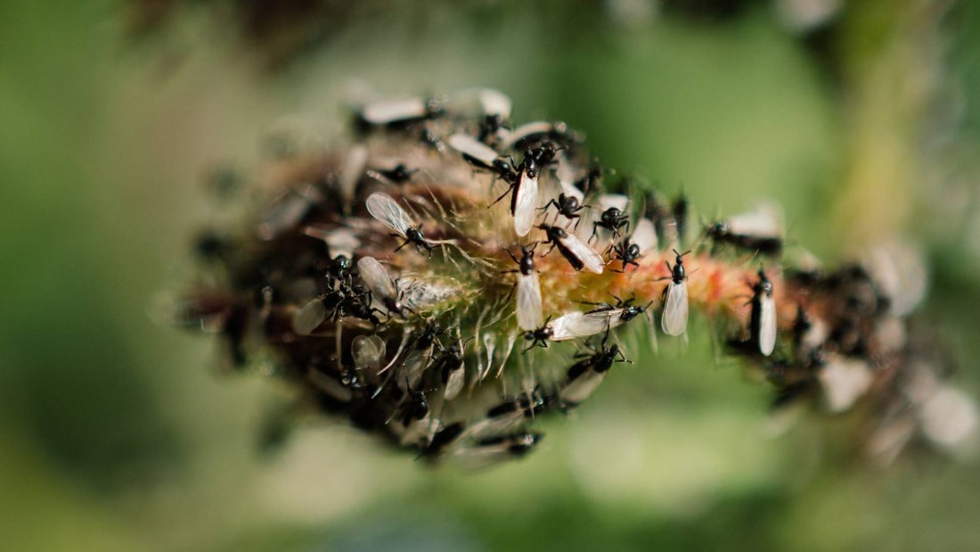 Remède de grand-mère contre les fourmis volantes : efficace et naturel!