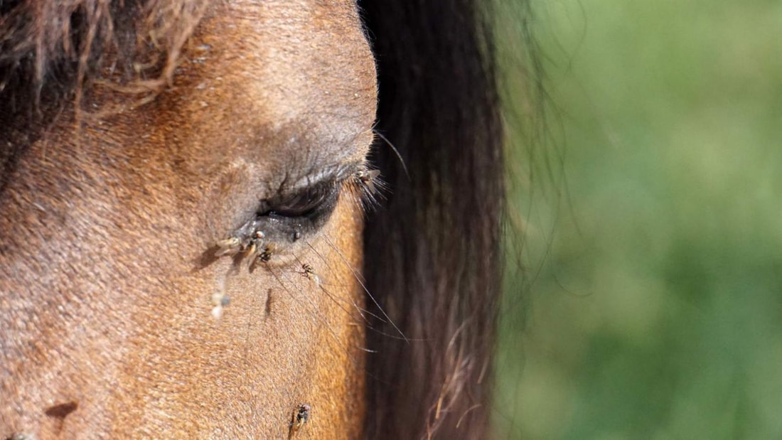 Remède de grand-mère contre les mouches sur les chevaux : Solution naturelle!