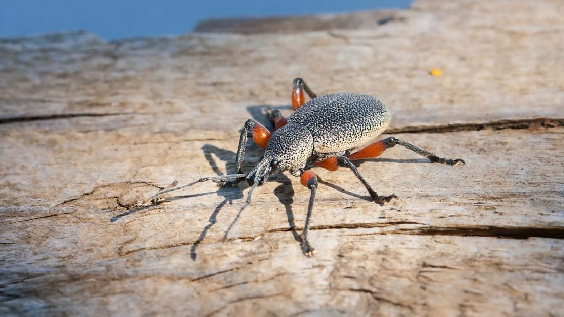 Otiorhynque remède grand-mère : luttez efficacement au jardin !