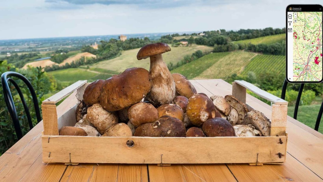 Cèpes, girolles, morilles : cette appli dévoile TOUS les coins secrets en France