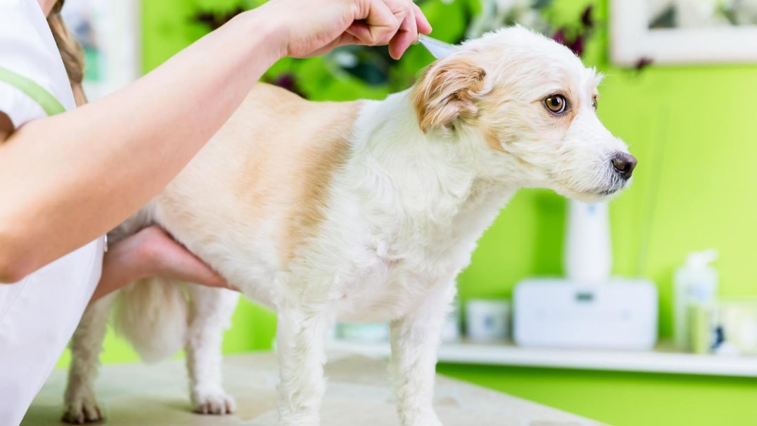 Remède de grand-mère anti-puce pour chien : la solution naturelle !