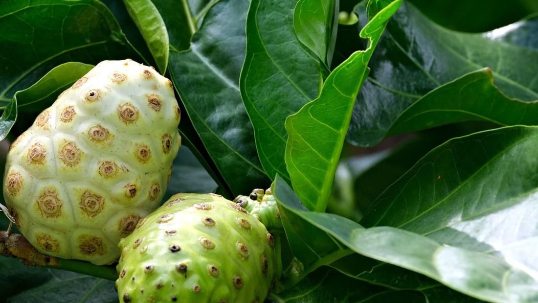 L'élixir tropical pour une digestion en harmonie avec votre corps