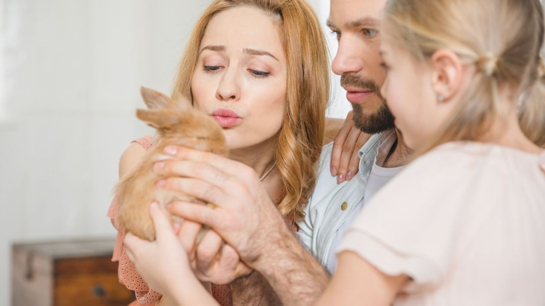 La surprenante évolution qui fait du lapin le nouveau roi des animaux de compagnie en France